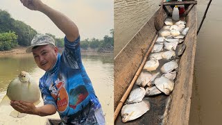 CAPTURAMOS LAS PALOMETAS MÁS ENORMES QUE EXISTEN EN EL DEPARTAMENTO DE ARAUCA 🐟 pesca [upl. by Leta]