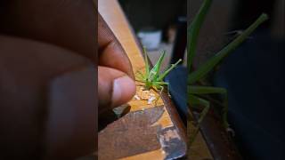 Grasshopper feeding time 2🤣🤣 mukbang extremebigbites eatingshow bigbites eating maddyeats [upl. by Lezned932]