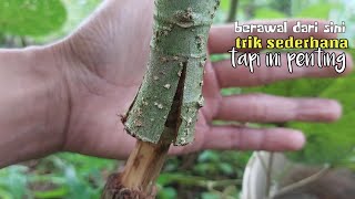 Tekhnik dasar bonsai cangkok pecah kulit bonsai waru taiwan [upl. by Amber]