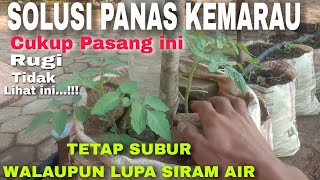 IDE CERDAS‼️FAHAMI KONSEP INI TANAMAN ANDA AKAN SUBUR DI MUSIM KEMARAU PANAS WALAUPUN LUPA SIRAM AIR [upl. by Neila423]