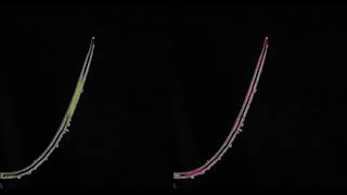 Oscillatory Movement during the Gravitropism of Wheat Coleoptile [upl. by Ulrich]