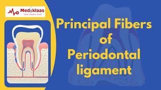 Principal fibers of Periodontal ligament [upl. by Fairfax]