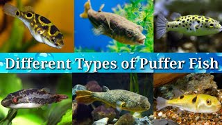 Different Types of Freshwater Puffer Fish for Aquarium  50 [upl. by Aistek]