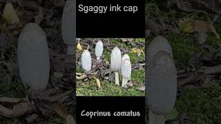 2 Coprinus comatus fungi forest nature basidiomycota ediblemushrooms mushroom [upl. by Akiret]