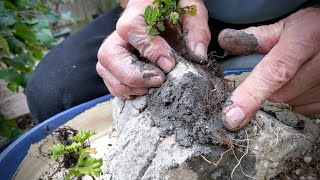 How to make a root over rock forest in a bonsai pot gifted by Corin greenwoodbonsaistudio Part 1 [upl. by Lopez]