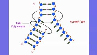 352 Outline DNA Transcription [upl. by Carmita]