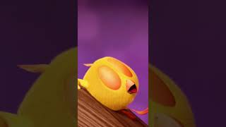 Close Shorts chicky  Chicky Cartoon in English for Kids [upl. by Aneema]