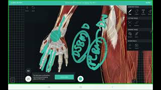 MEDIAN NERVE course injuries and frequent questions in mrcs partA exam english [upl. by Bonnette]