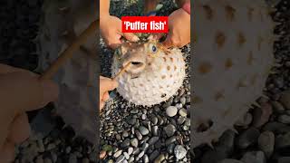 Puffer fish fyp foryou trending [upl. by Vogel]