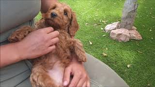 australian labradoodle puppys 8 weeks [upl. by Ahseined]