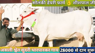 Most Beautiful ❤️ असली श्वेत सुंदरी थारपारकर गाय 🎉 Top 7 Sahiwal Gadri Rathi Tharparkar Cow For Sale [upl. by Maddalena]