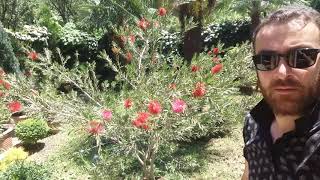 Callistemon კალისტემონი [upl. by Ssur]