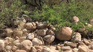 Real live ROAD RUNNER bird running and flying [upl. by Ardis179]