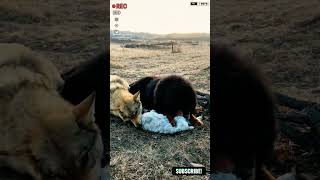 Aggressive Tibetan mastiff dog vs wolf shorts ytshorts viralshorts wolf tibetanmastiff [upl. by Lana]