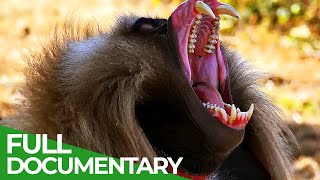 Wildlife  Just Monkeys  Free Documentary Nature [upl. by Gnuhp]