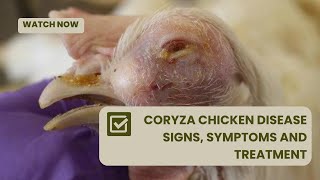 CORYZA in Chickens  SignsSymptoms Prevention and Treatment  AFRICA FARMING Diseases Ep 3 [upl. by Yanaj977]