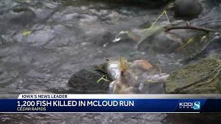 DNR investigating fish kill in urban trout stream [upl. by Convery]