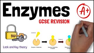 ENZYMES  Biology GCSE and iGCSE Exam Revision [upl. by Zoa]