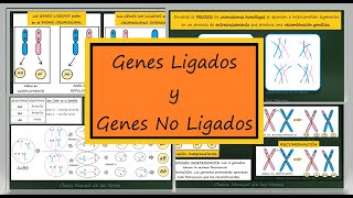 Ligamiento Recombinación y Transmisión Independiente Genes Ligados y No Ligados Genética [upl. by Trev]