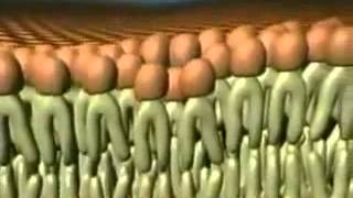 Membrana plasmatica teoria del mosaico fluido [upl. by Rahcir]