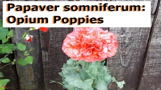 Papaver somniferum Opium Poppies  UK Guide [upl. by Marne142]