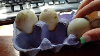 Setting Indian Runner Duck Eggs With Detached Air Cells [upl. by Alebasi]