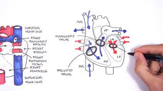 Introduction to Cardiac Heart Anatomy and the Chest Xray [upl. by Eberhart]