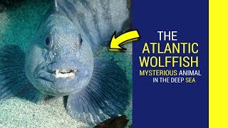 Atlantic wolffish facts intrusting facts about Atlantic wolffish [upl. by Fortin]