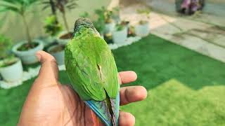 Free flight yellow sided green cheek conure [upl. by Htessil]