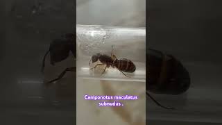 Camponotus Maculatus Subnudus 😍😍 [upl. by Georgine]