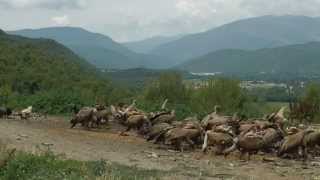 Ainsa gieren observeren Pyreneeen Spanje [upl. by Araic321]