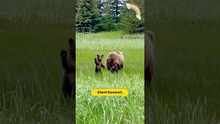 It remembers all the kindness from humans Bear Animal Healing shortvideo shorts [upl. by Kayla]