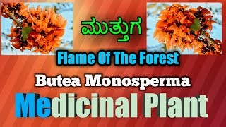 ಮುತ್ತುಗ Flame of The Forest Butea Monosperma [upl. by Renato462]