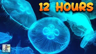 Jellyfish Aquarium Collection  Relaxing Music for Sleep Study Meditation amp Yoga • Screensaver [upl. by Aneen]