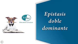 Epistasis doble dominante 🟠 [upl. by Hueston]