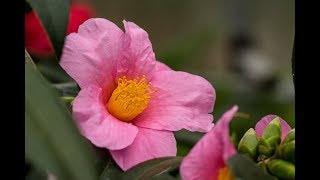 Die Kamelie Camellia japonica  richtig schneiden gießen pflegen überwintern und düngen [upl. by Ferrigno]