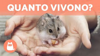 Quanti anni VIVE un CRICETO 🐹 Scoprilo [upl. by Reisman859]