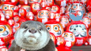 Otter Visited a Beautiful Japanese Temple [upl. by Aidualc]