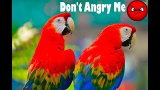 Scarlet Macaws Talking  Scarlet Macaw Sounds Dont Angry Me But Why [upl. by Ellennad]