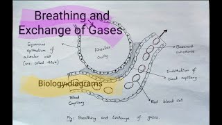 Breathing and Exchange of Gases diagram  Alveoli  Sites of Gaseous Exchange  Biology diagrams [upl. by Baylor]