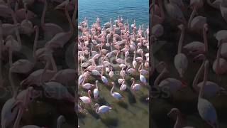 five amazing facts about flamingo funfacts facts top5amazingrandomfacts amazingfact [upl. by Margy]