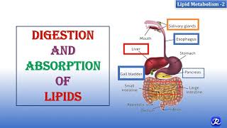 2 Digestion amp Absorption Of Lipids  Lipid Metabolism2  Biochemistry  NJOY Biochemistry [upl. by Galanti21]