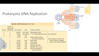 Prokaryotic DNA Replication [upl. by Jorgenson783]