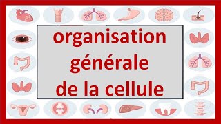 🔴CYTOLOGIE  ORGANISATION GÉNÉRALE DE LA CELLULE  CELLULE EUCARYOTE  CELLULE PROCARYOTE ET VIRUS [upl. by Drauode527]