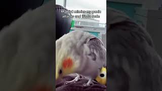 Bird mocking the owners panic attack cockatiel bird meme asthma [upl. by Jillie]