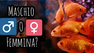 Pesce rosso maschio o femmina Come distinguere i sessi in modo semplice [upl. by Ais]