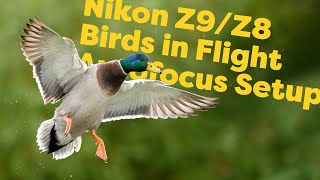 Nikon Z9Z8 Autofocus for Birds in Flight  How I configure my camera for funky action shots [upl. by Llyrad]