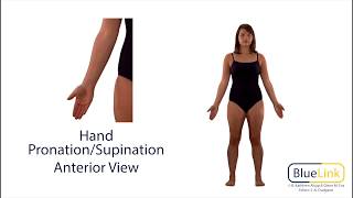 Hand Pronation Supination [upl. by Lleon868]