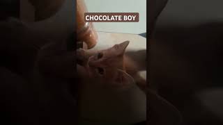 Who is that chocolate boy cute kitten [upl. by Aneryc]