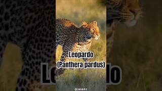 El Leopardo Sigilo y poder en el mundo salvaje  SafariPix [upl. by Groeg]